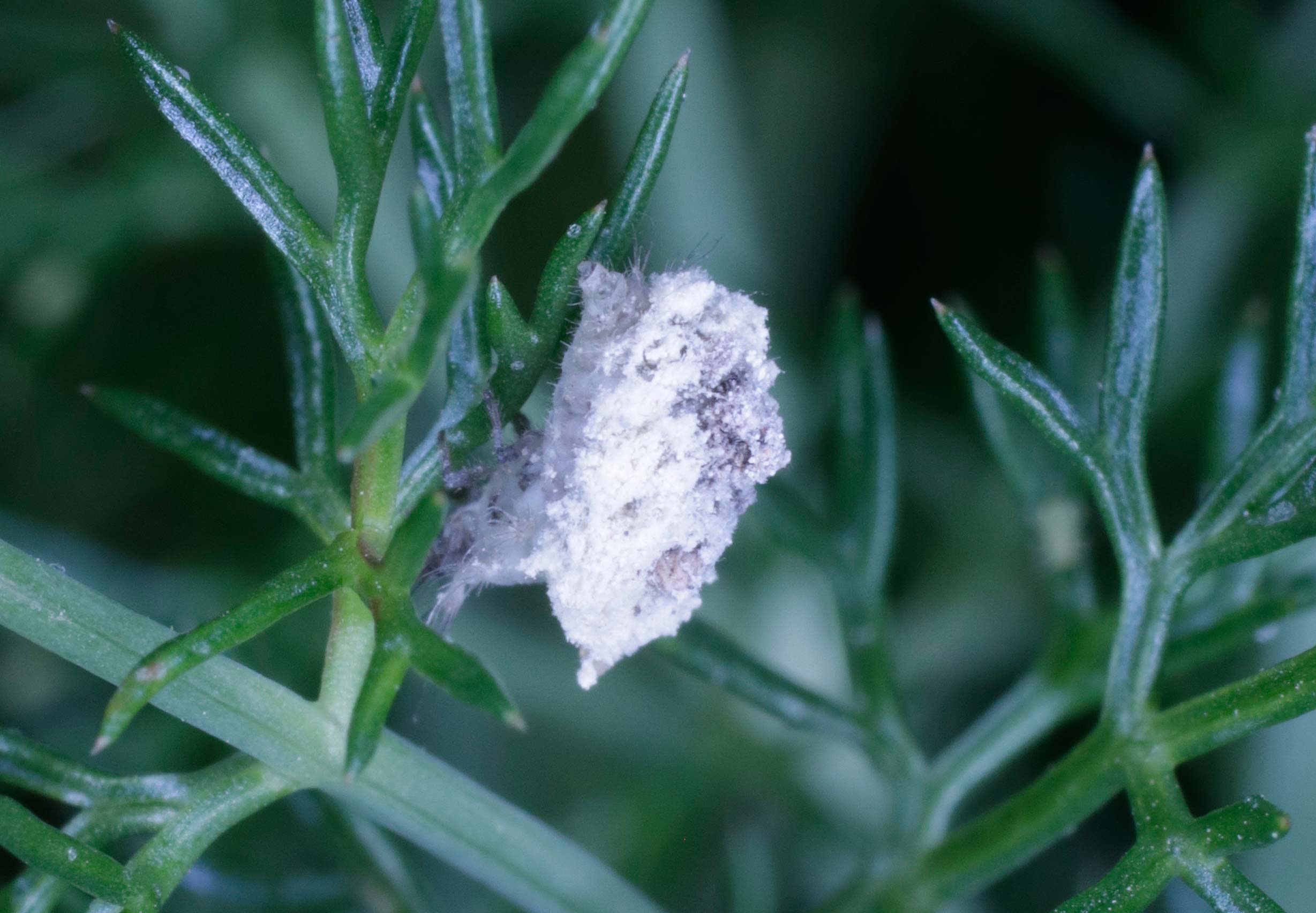 Larva di Chrysopidae